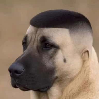 Imagem do grupo de WhatsApp Grupo sla