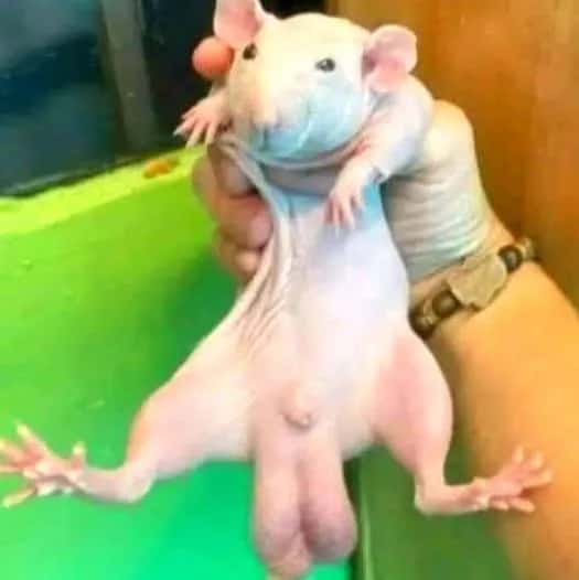 Imagem do grupo de WhatsApp Respeito rato - categoria Amizade