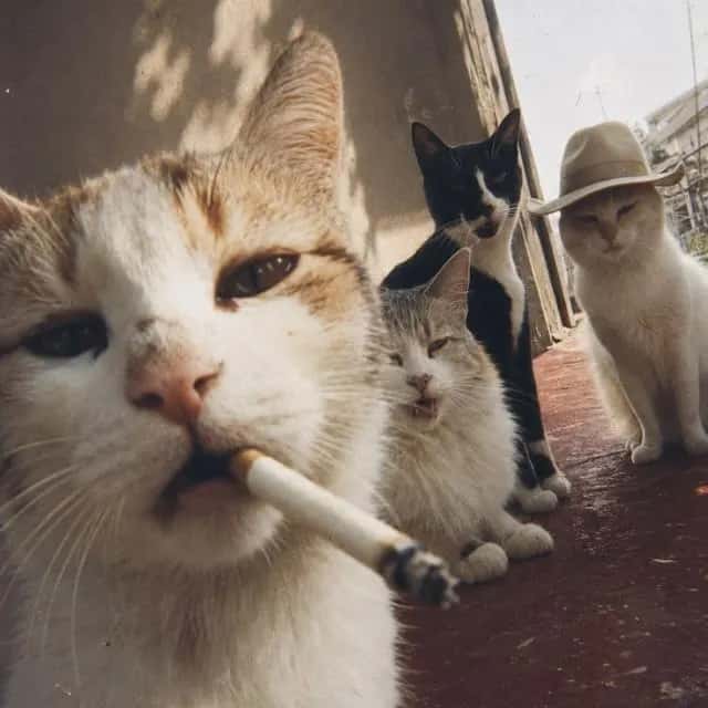 Imagem do grupo de WhatsApp 𝐔𝐍𝐈𝐃𝐎𝐒 𝐄 𝐒𝐔𝐌𝐈𝐃𝐎𝐒 🔥🔥 - categoria Amizade