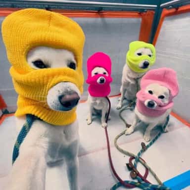 Imagem do grupo de WhatsApp Bonde do caos 💯
