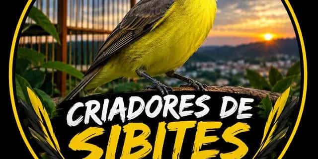 Imagem do grupo de WhatsApp SIBITEIROS DE FERREIROS, TIMBAÚBA E REGIÃO - categoria Desenhos e Animes