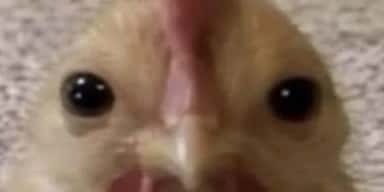 Imagem do grupo de WhatsApp 𝓱𝓶,𝓬𝓪𝓬𝓱𝓸𝓻𝓻𝓸