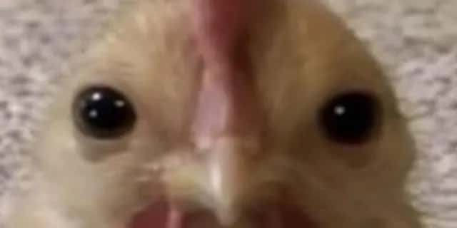 Imagem do grupo de WhatsApp 𝓱𝓶,𝓬𝓪𝓬𝓱𝓸𝓻𝓻𝓸 - categoria Amizade