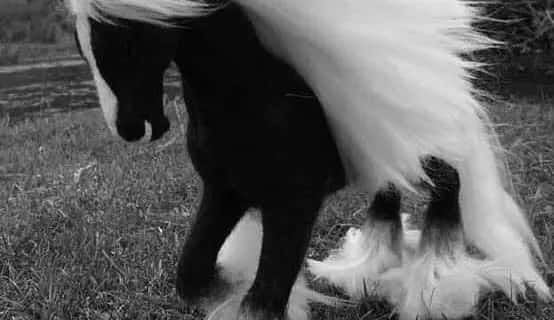 Imagem do grupo de WhatsApp 🖤 BLACKWHITE 🤍 - categoria Amor e Romance
