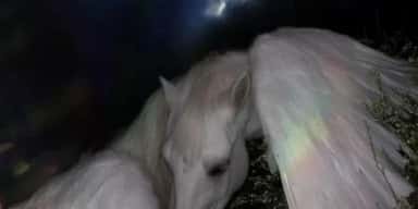 Imagem do grupo de WhatsApp Namoro Girls Unicorn