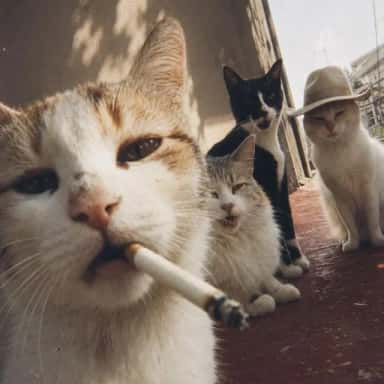 Imagem do grupo de WhatsApp 𝐔𝐍𝐈𝐃𝐎𝐒 𝐄 𝐒𝐔𝐌𝐈𝐃𝐎𝐒 🔥🔥