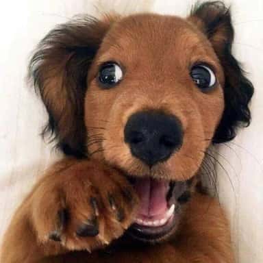 Imagem do grupo de WhatsApp - 𝓡ᥱsᥱᥒһᥲ ძ᥆s ᥲmіgᥙᥱs !¡ 😛☝🏼