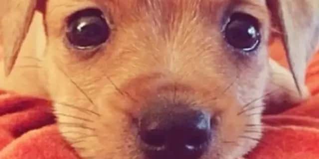 Imagem do grupo de WhatsApp Zueira sem limite - categoria Amizade